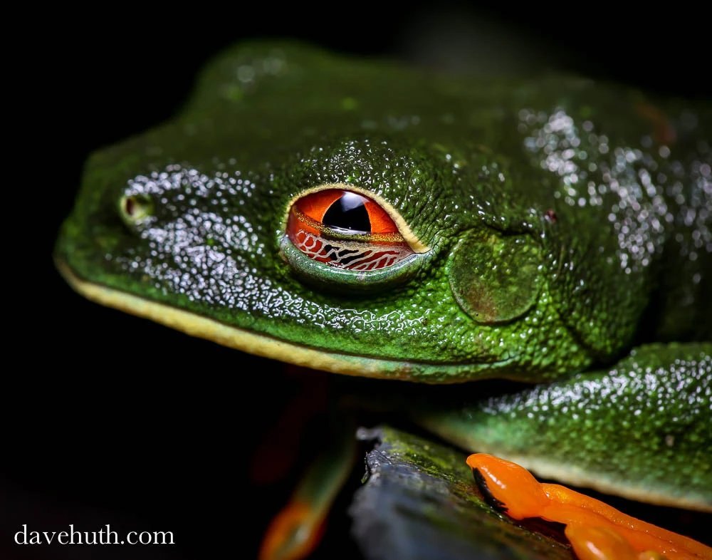 A red-eyed tree frog, its eye filling the frame