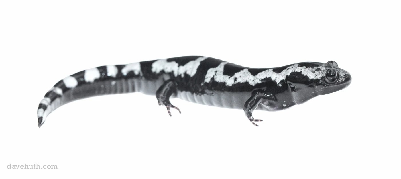 A marbled salamander, the lead amphibian portrait