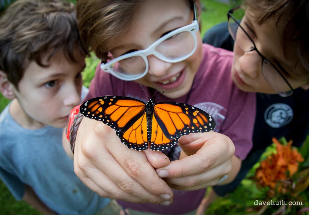 Three children meeting a monarch butterfly, the lead arthropod portrait