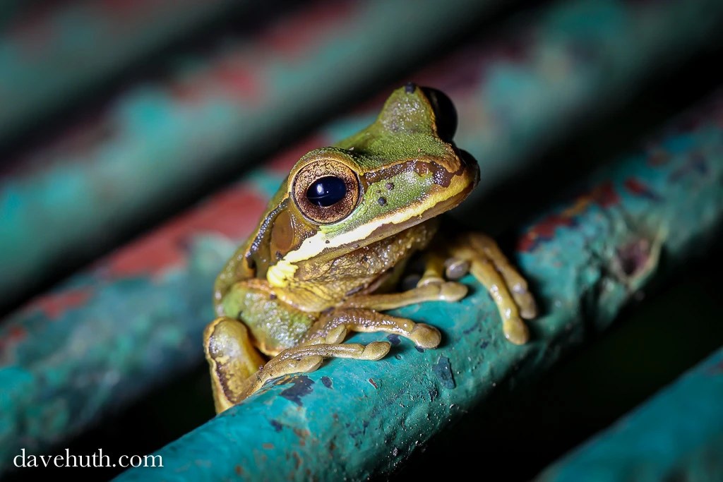 A treefrog on a footbridge rail at La Selva, low and close at the photographer's eye level